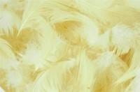 6c1c4968c75a57615272334bc99d921e